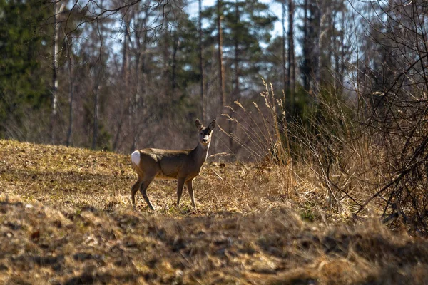 Rehe Auf Wiese Wald — Stockfoto