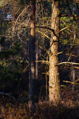 Güzel kozalaklı kuzey ormanı 