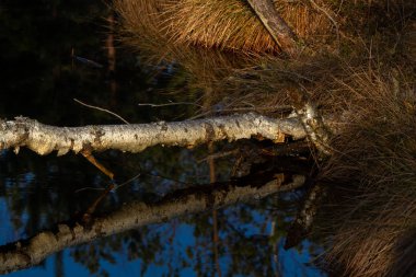 Gündüz vakti ormandaki kırık ağaçlar