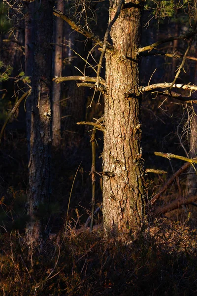 Güzel Kozalaklı Kuzey Ormanı — Stok fotoğraf