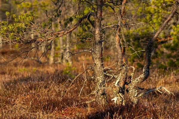 Hermoso Bosque Norte Conífero — Foto de Stock