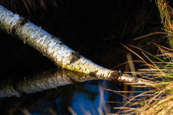 Gebroken Bomen Het Bos Overdag — Stockfoto