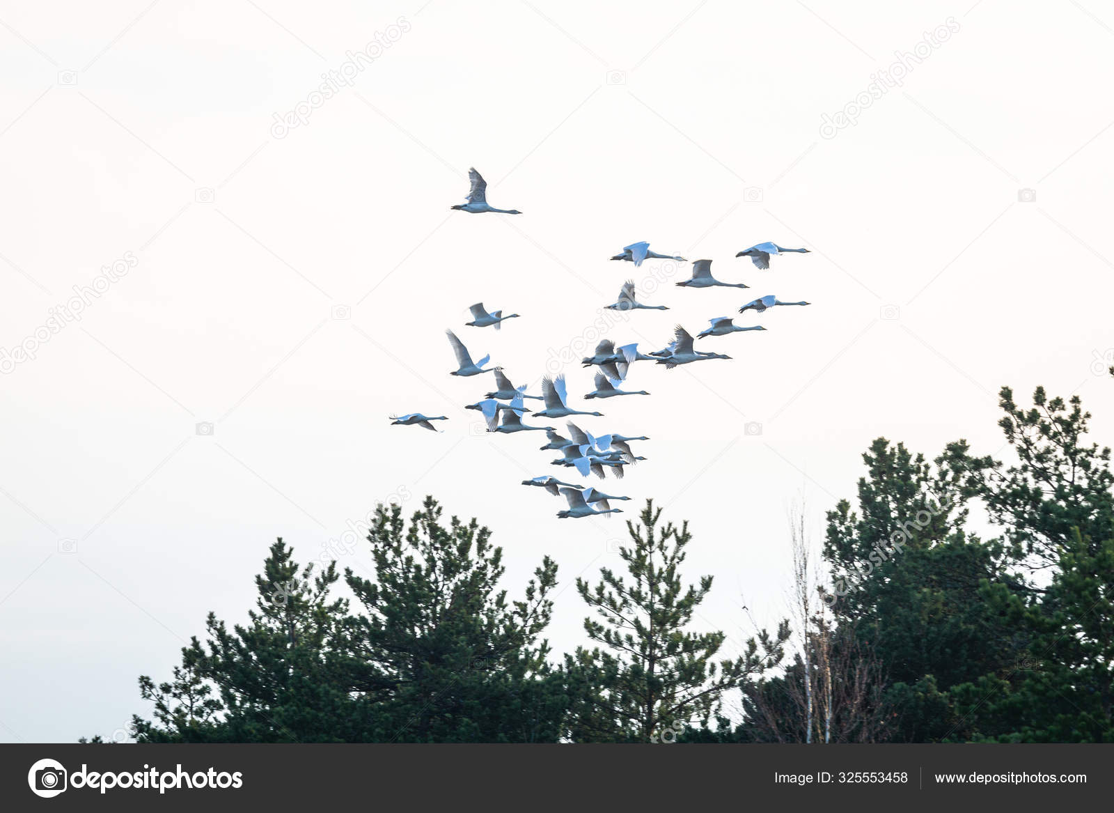 Ucan Kuslar Stok Fotograflar Depositphotos