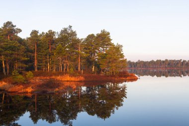 Nehir ve ormanın güzel kuzey manzarası