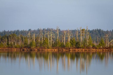 Nehir ve ormanın güzel kuzey manzarası