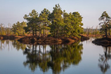Nehir ve ormanın güzel kuzey manzarası