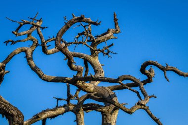 gökyüzü arka plan üzerinde kuru ağaç