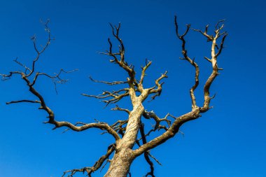 gökyüzü arka plan üzerinde kuru ağaç