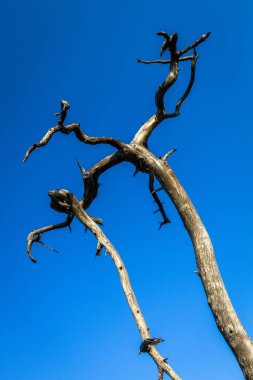 gökyüzü arka plan üzerinde kuru ağaç