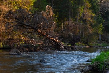 Vahşi kozalaklı ormanda bir nehir. 