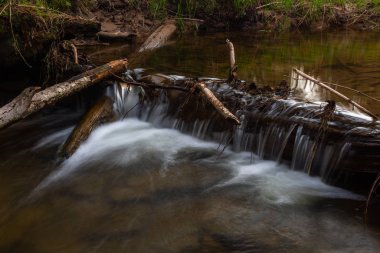 Vahşi kozalaklı ormanda bir nehir.