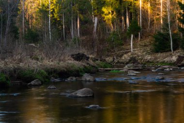 Vahşi kozalaklı ormanda bir nehir. 