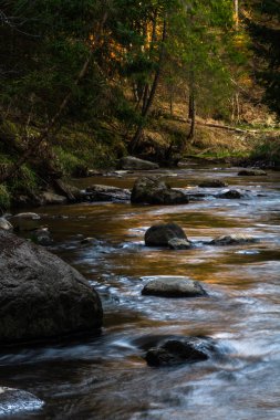 Vahşi kozalaklı ormanda bir nehir.
