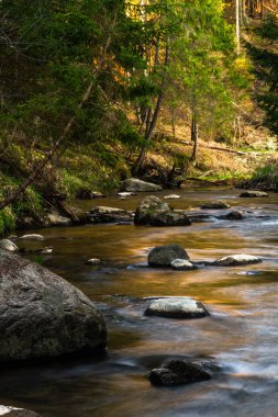 Vahşi kozalaklı ormanda bir nehir.