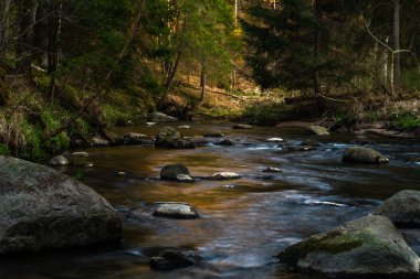 Vahşi kozalaklı ormanda bir nehir.