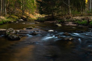 Vahşi kozalaklı ormanda bir nehir.