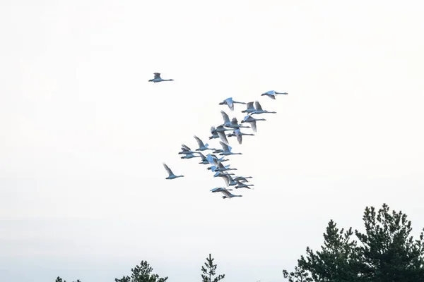 Fåglar Som Flyger Ovanför Grön Skog — Stockfoto