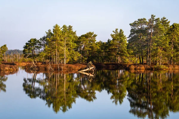 Vackert Nordligt Landskap Flod Och Skog — Stockfoto