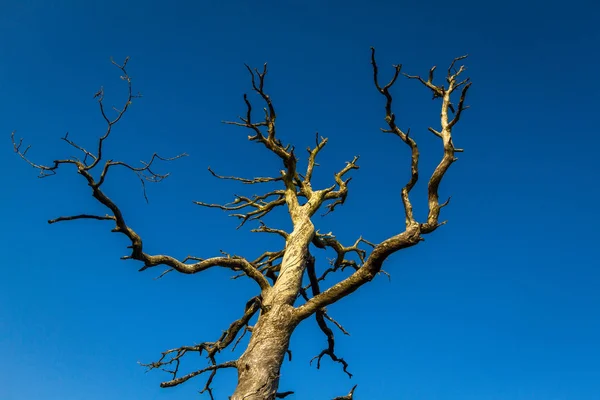 Сухое Дерево Фоне Неба — стоковое фото
