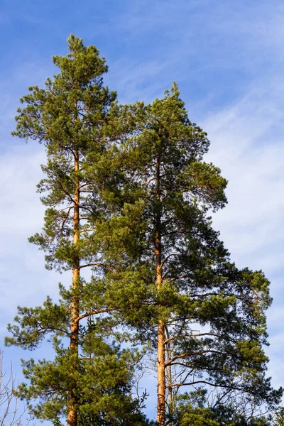 背の高い空の木 — ストック写真