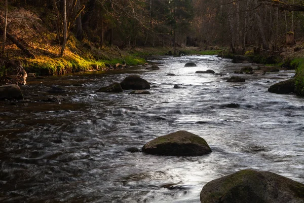 River Wild Coniferous Forest — Stock Photo, Image