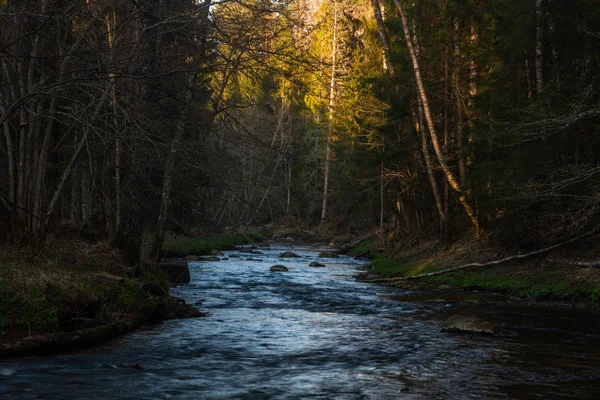 Річка Дикому Хвойних Лісах — стокове фото
