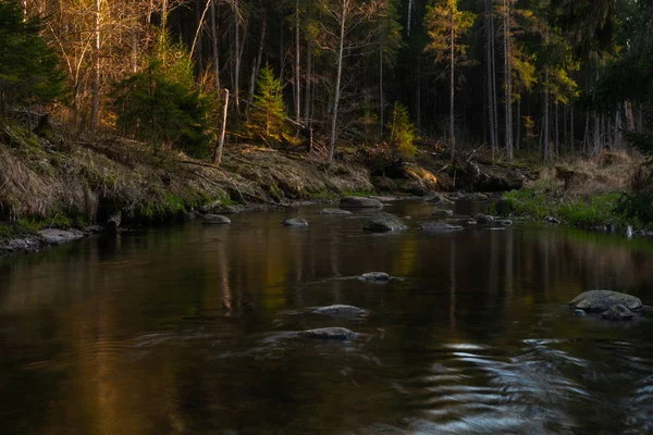 River Wild Coniferous Forest — Stock Photo, Image