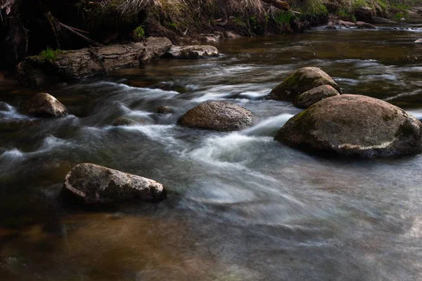 River Wild Coniferous Forest — Stock Photo, Image