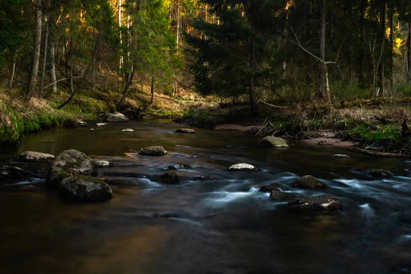 Річка Дикому Хвойних Лісах — стокове фото