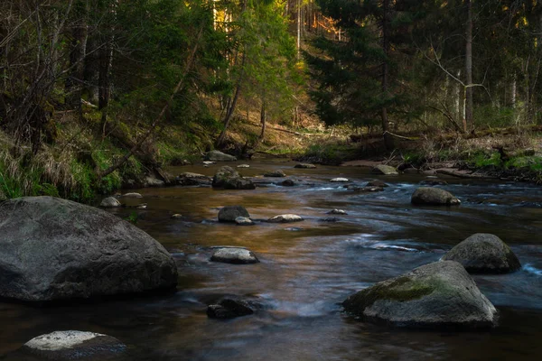 Vahşi kozalaklı ormanda bir nehir.