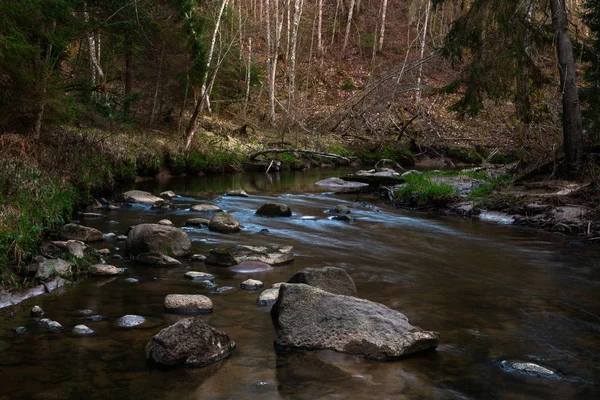 Fluss Wilden Nadelwald — Stockfoto