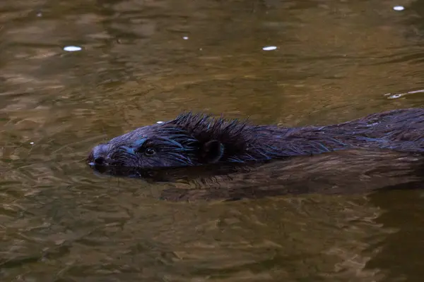 Wildtier Flusswasser — Stockfoto