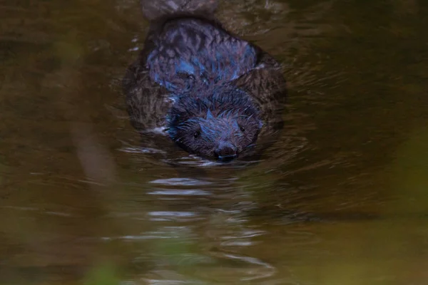 Divoké Zvíře Říční Vodě — Stock fotografie