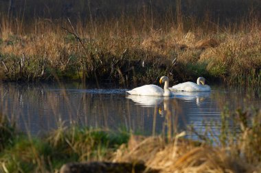Nehir suyunda yüzen kuğular