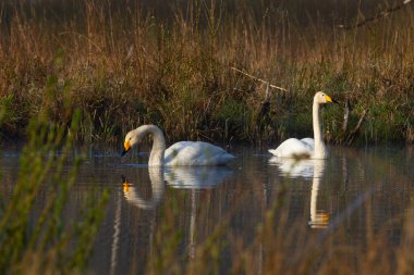 Nehir suyunda yüzen kuğular