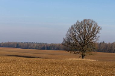 Gündüz tarımsal alan