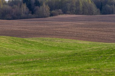 Güneşli bir günde ormanın yakınındaki tarım arazisi