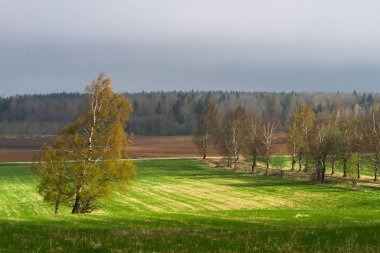 Gündüz vakti güzel yaz manzarası