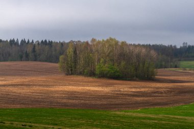 Güneşli bir günde ormanın yakınındaki tarım arazisi