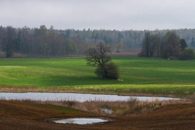 Güneşli bir günde ormanın yakınındaki tarım arazisi