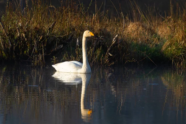 Swan Simning Flodvatten — Stockfoto