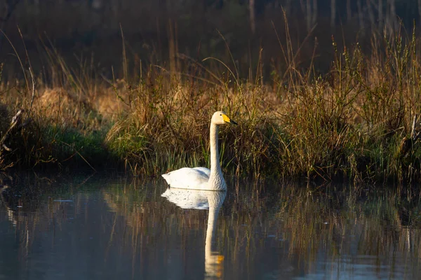 Zwaan Zwemmen Rivierwater — Stockfoto