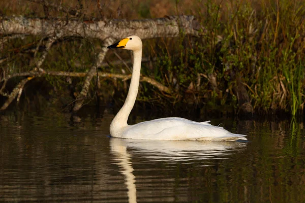 Swan Swimming River Water — Stok Foto