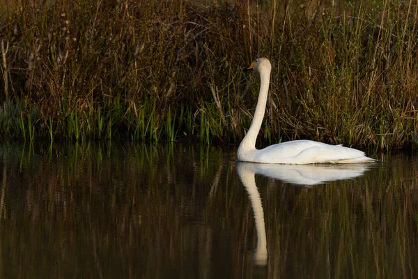 Swan Swimming River Water — Stock Photo, Image