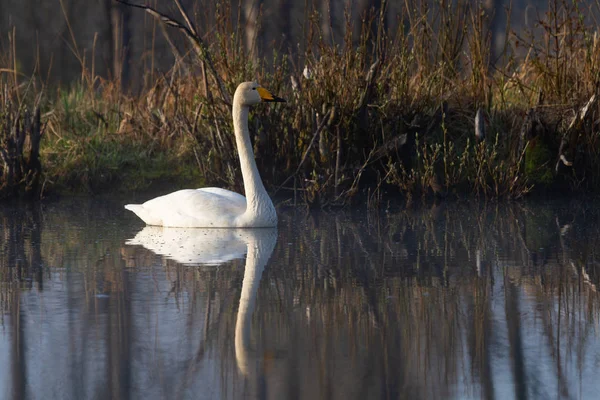 Swan Simning Flodvatten — Stockfoto