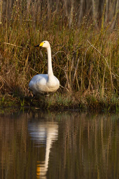 Swan Swimming River Water — Stok Foto