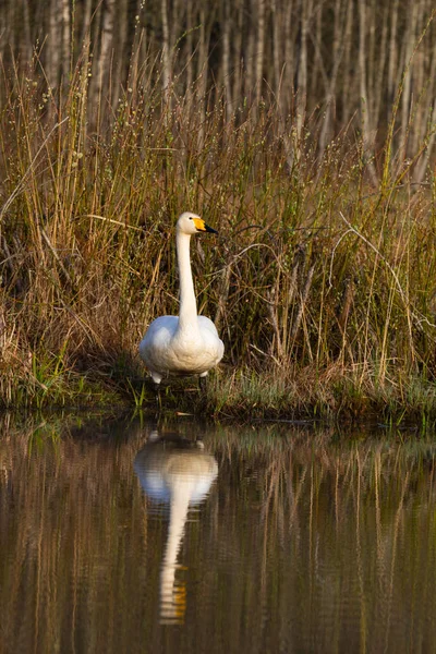 Swan Înot Apa Râului — Fotografie, imagine de stoc