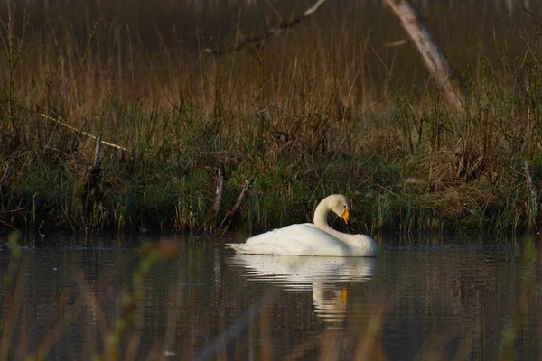 Swan Simning Flodvatten — Stockfoto