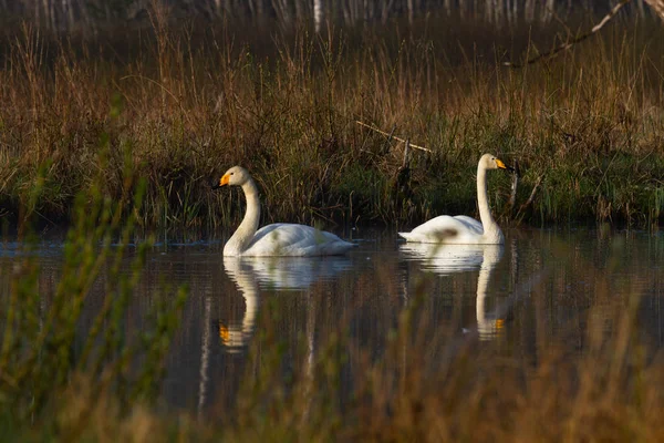 Лебеді Плавають Річковій Воді — стокове фото