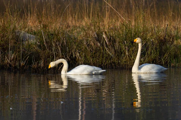 Zwemmende Zwanen Rivierwater — Stockfoto